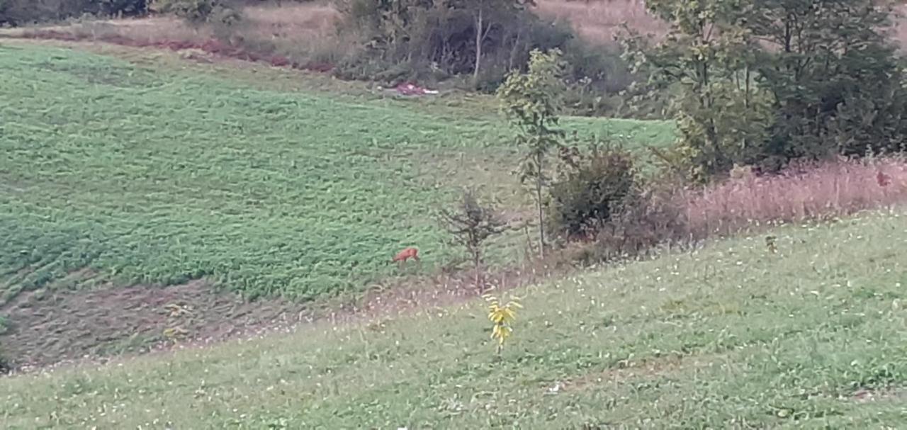 Guesthouse Blazenka Hodak Seliste Dreznicko Bagian luar foto